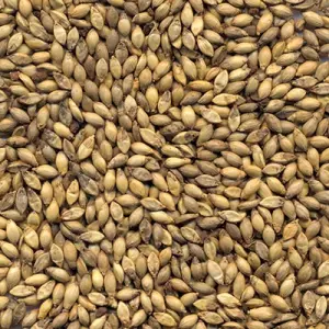 Semente BRACHIARIA RUZIZIENSIS para bovinos