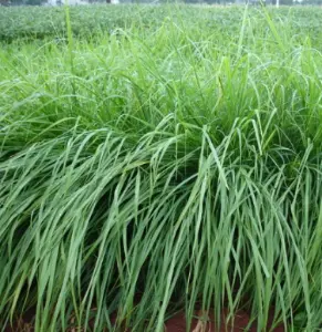 Sementes Panicum maximum cv. MASSAI
