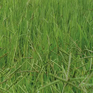 Semente Brachiaria humidicola Pastagem para bovinos de corte e leite
