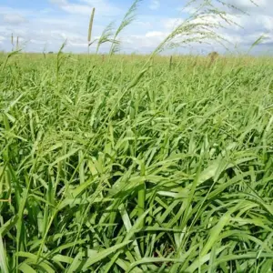 Semente brachiarao para alimentar bovinos(cria ,recria,engorda)