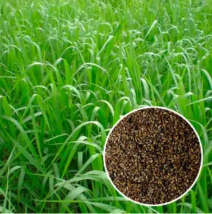 Semente decumbens para bovinos,equinos